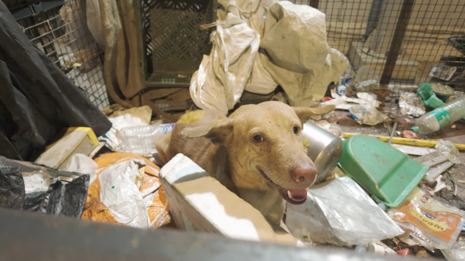 A dog resting in a night alley